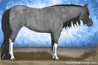 Horse Color:Blue Roan Varnish 