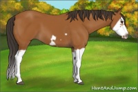 Horse Color:Bay Splash Frame
