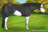 Horse Color:Black Splash Frame