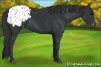 Horse Color:Black Appaloosa 