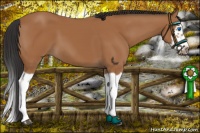 Horse Color:Bay Splash Frame