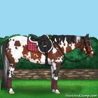 Horse Color:White Spotted Brown 
