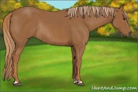 Horse Color:Chestnut  and Chestnut Rabicano 