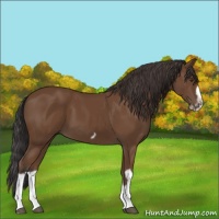 Horse Color:Bay Splash Frame 
