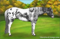 Horse Color:White Spotted Black Splash Tobiano Frame Appaloosa 