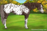 Horse Color:Liver Chestnut Sabino Splash Appaloosa and Liver Chestnut Sabino Splash Frame Appaloosa