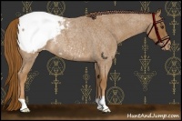Horse Color:Red Roan Snowcap Rabicano