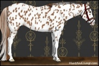 Horse Color:Chestnut Sabino Splash Appaloosa 