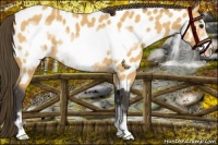 Horse Color:Buckskin Sabino Frame Near Leopard 