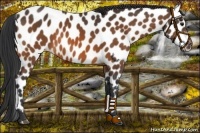 Horse Color:Bay Sabino Leopard 