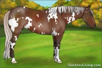 Horse Color:White Spotted Silver Brown