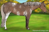Horse Color:White Spotted Silver Black 