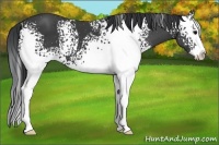 Horse Color:White Spotted Black Splash