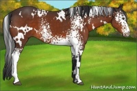 Horse Color:White Spotted Brown 