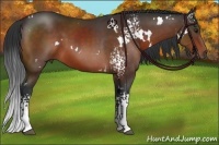 Horse Color:White Spotted Brown 