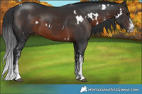 Horse Color:White Spotted Brown