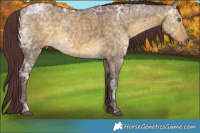 Horse Color:Chocolate Buckskin Ice Dun 