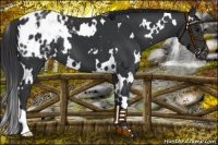 Horse Color:White Spotted Black Blanket 