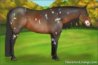 Horse Color:White Spotted Buckskin 