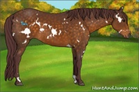 Horse Color:White Spotted Chocolate Buckskin 