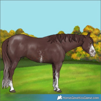 Horse Color:White Spotted Chocolate Brown Rabicano 
