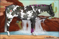 Horse Color:White Spotted Liver Chestnut 