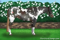 Horse Color:White Spotted Liver Chestnut 