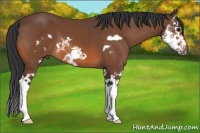 Horse Color:Bay Splash Frame