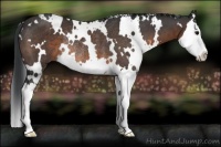 Horse Color:White Spotted Brown Splash Rabicano 