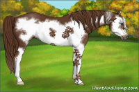 Horse Color:Gray Chestnut Splash Frame 