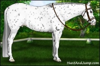 Horse Color:Black Appaloosa Rabicano