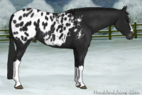 Horse Color:Gray Black Appaloosa 