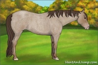 Horse Color:Classic Champagne Roan