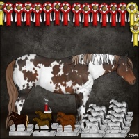 Horse Color:White Spotted Liver Chestnut 