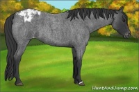 Horse Color:Blue Roan Appaloosa