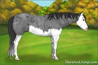 Horse Color:Unknown 