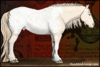 Horse Color:Perlino Appaloosa