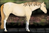 Horse Color:Buckskin Pearl 