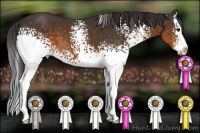 Horse Color:White Spotted Buckskin Splash