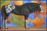 Horse Color:Black Splash Appaloosa 