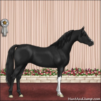 Horse Color:Gray Black 
