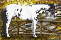 Horse Color:Black Tobiano Frame Appaloosa