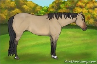Horse Color:Bay Roan Dun