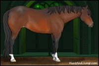 Horse Color:Brown Appaloosa 