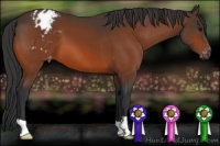 Horse Color:Brown Appaloosa