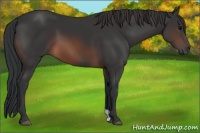 Horse Color:Brown 