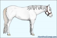 Horse Color:White Spotted Silver Black Pearl Appaloosa 