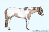 Horse Color:Black Pearl Tobiano Appaloosa Rabicano 