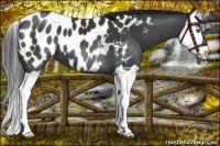 Horse Color:Black Splash Near Leopard 