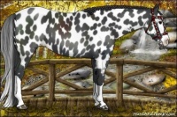 Horse Color:Black Splash Near Leopard 